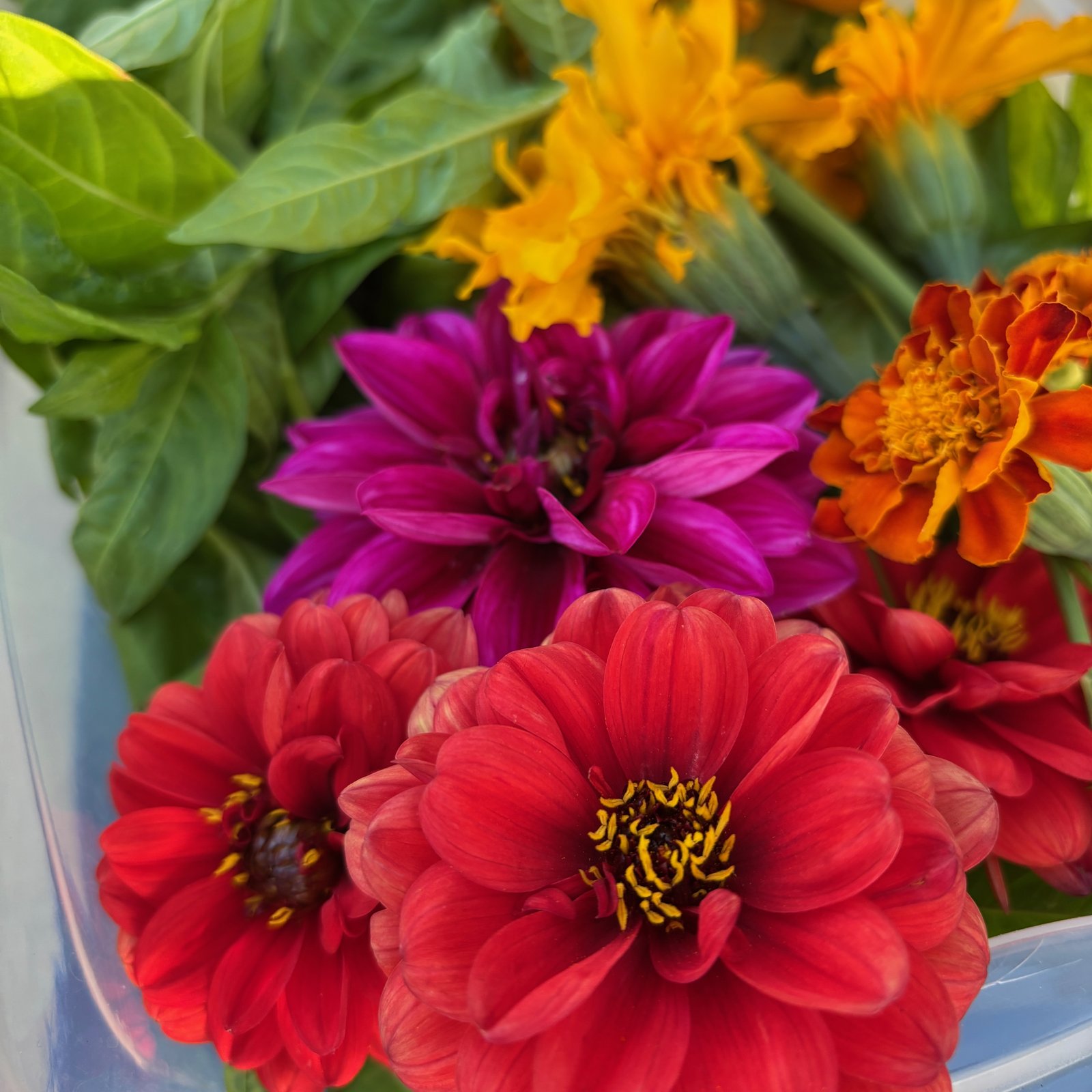 Botanical Bundle Dyeing with Sarah- 7/17